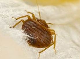 bed bug control