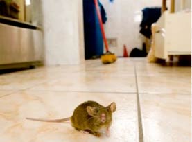 rodent control