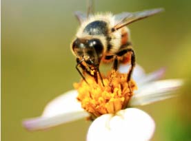 stinging insect control