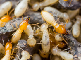 termite control